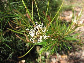 Цветущий куст Grevillea neurophylla fluviatilis