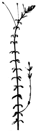 Waterpest (Elodea canadensis)