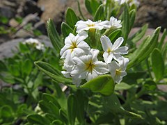 花冠の喉部は緑色がかった黄色になる。雄蕊、雌蕊は短く花筒を出ないため、外側からは見えない。