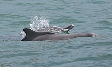 Humpback dolphin.jpg