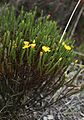 Hypericum costaricense