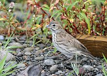 IMG 7043 lark bunting.jpg