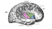 Structure of the three sections of the insula