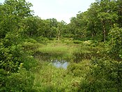 that interdunal wetlands provide food eaten by many birds?