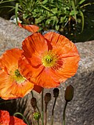 Fleur épanouie, en bouton et jeune fruit