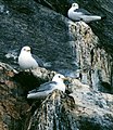 Mouettes tridactyles sur les falaises au Cap Graham Moore