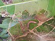 mango leaf webber inside the leaf web