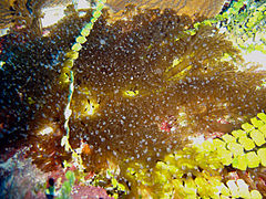 Lebrunia coralligens