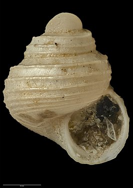 Lissotestella consobrina