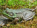 Самец зеленой лягушки - Округ Хантердон, Нью-Джерси.jpg