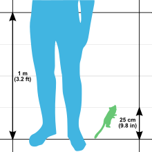 Illustration montrant le schéma d'une jambe humaine de 1 m de haut pour le comparer au schéma d'un Microcèbe mignon de 25 cm