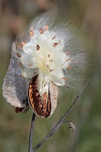 dreamed I was a milkweed plant -- I was free