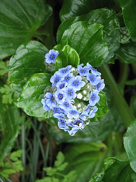 Myosotidium hortensia