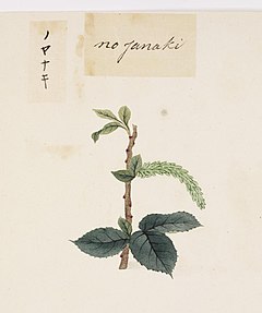 Description de l'image Naturalis Biodiversity Center - RMNH.ART.814 - Salix subopposita - Kawahara Keiga - 1823 - 1829 - Siebold Collection - pencil drawing - water colour.jpeg.