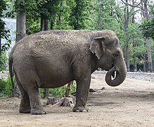 Indischer Elefant