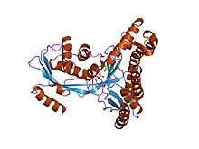 Modello tridimensionale dell'enzima
