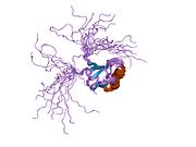2cs5: Solution structure of PDZ domain of Protein tyrosine phosphatase, non-receptor type 4