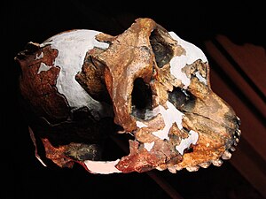 Kranium av Paranthropus boisei funnet i Olduvai