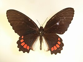 Parides polyzelus