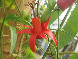 Passiflora murucuja