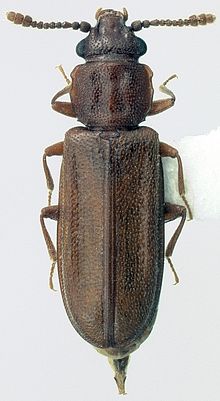 Pediacus subglaber