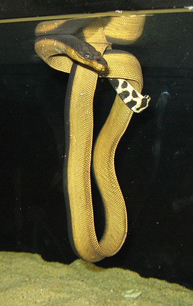 Yellowbellied Sea Snake