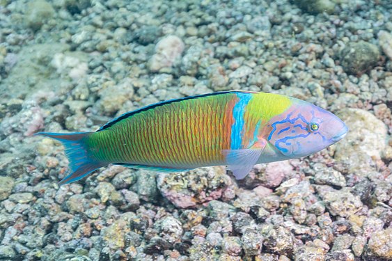 Ornate wrasse (Thalassoma pavo), Teno-Rasca marine strip, Tenerife, Spain.