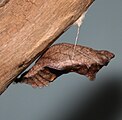 Chrysalis.