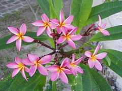 Flors d'una variant rosa