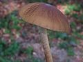 Pluteus phlebophorus