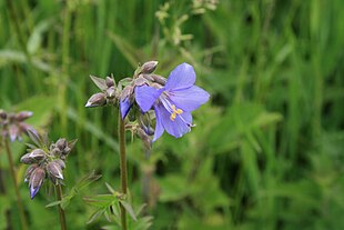 Almindelig Jakobsstige (Polemonium caeruleum)