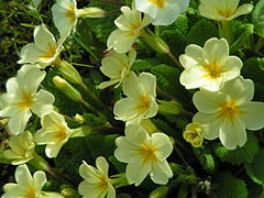 Primula