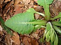 Primula veris