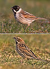 Reed Bunting male and female.jpg