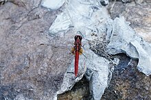 Rhodothemis rufa