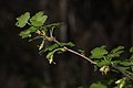 Ribes watsonianum 4972. 
 JPG