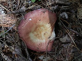 Tweekleurige russula