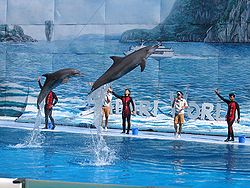 Dolphin Show Singapore