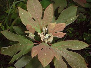 Sassafras (Sassafras albidum)