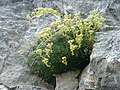 Saxifraga aretioides 4 (Picos).JPG