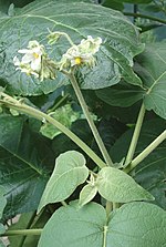 Miniatura para Solanum abutiloides