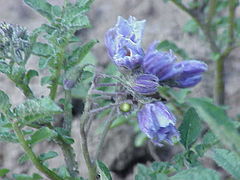 Description de l'image Solanum chacoense0.jpg.
