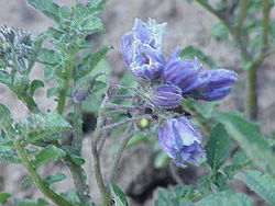 Φύλλα και άνθη Solanum chacoense.