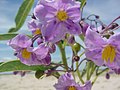 Miniatura para Solanum glaucophyllum