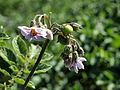 Solanum tuberosum Shetland Black (03) .jpg