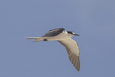 O. f. serrata, Michaelmas Cay, Queensland