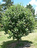 Vignette pour Sorbus latifolia