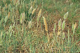 Polypogon interruptus