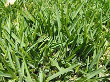 Staugustinegrass.JPG