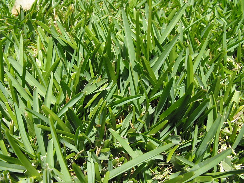 St. Augustine Grass or Buffalo Grass